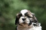 SHIH TZU 355